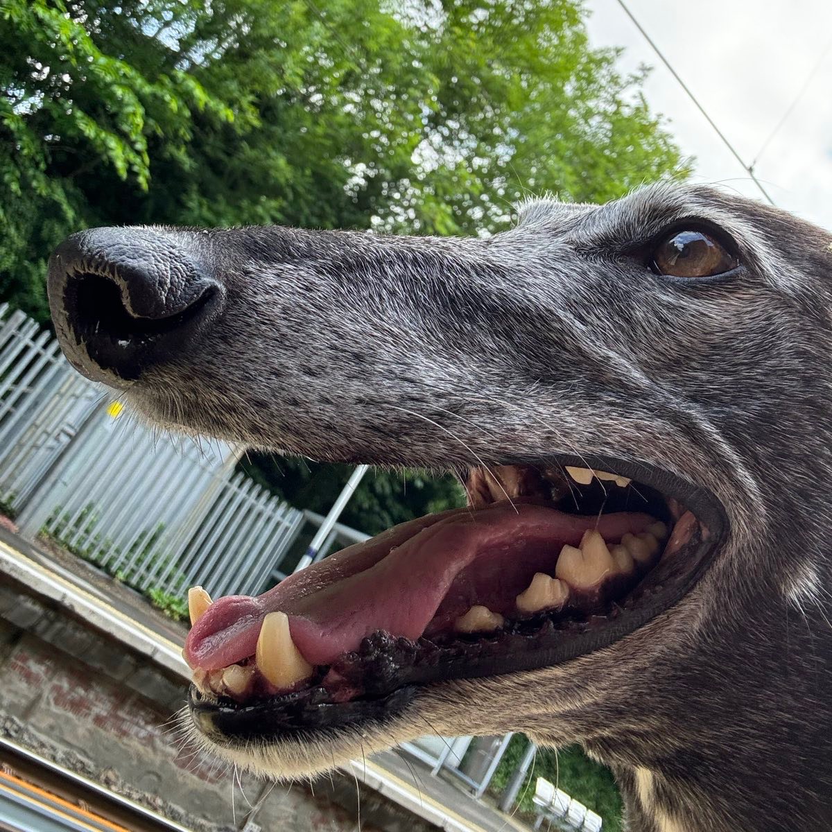 A headshot of black greyhound at a railway station, his mouth open with a toothy smile.